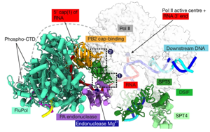 流感病毒聚合酶與宿主RNA聚合酶II共轉錄搶奪帽子結構的分子機制